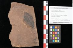 Foto (Objekt + Etikett) von Quercus mediterranea, Unger (NHMW-GEO-2024-0188-0914)